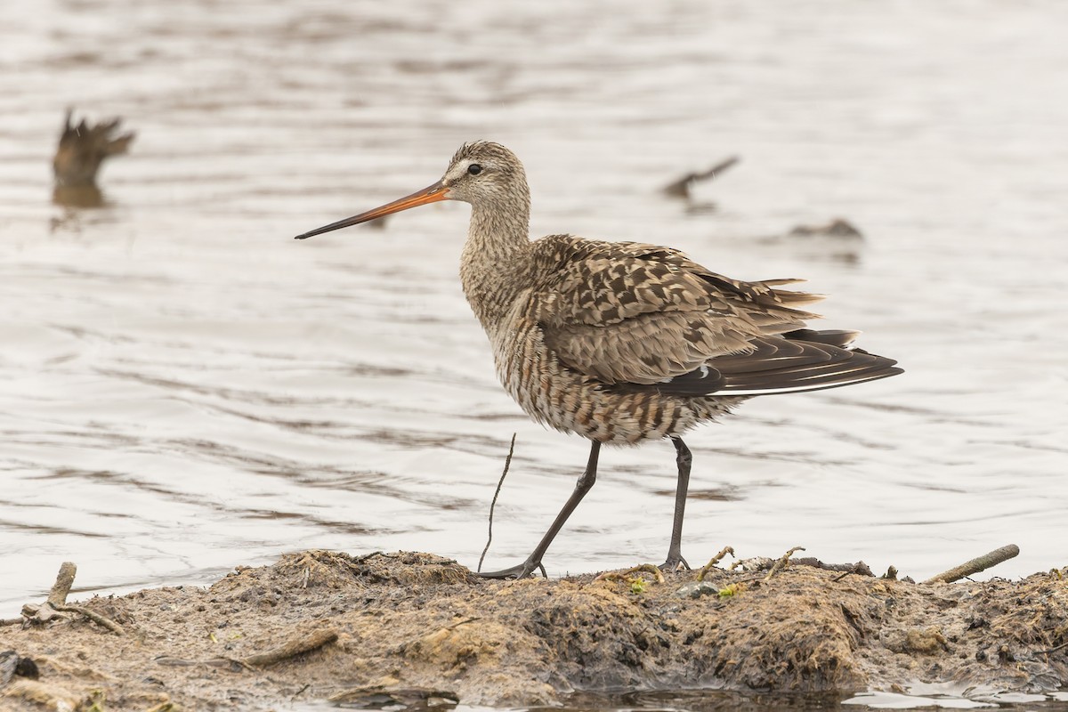 Hudsonian Godwit - ML637390335