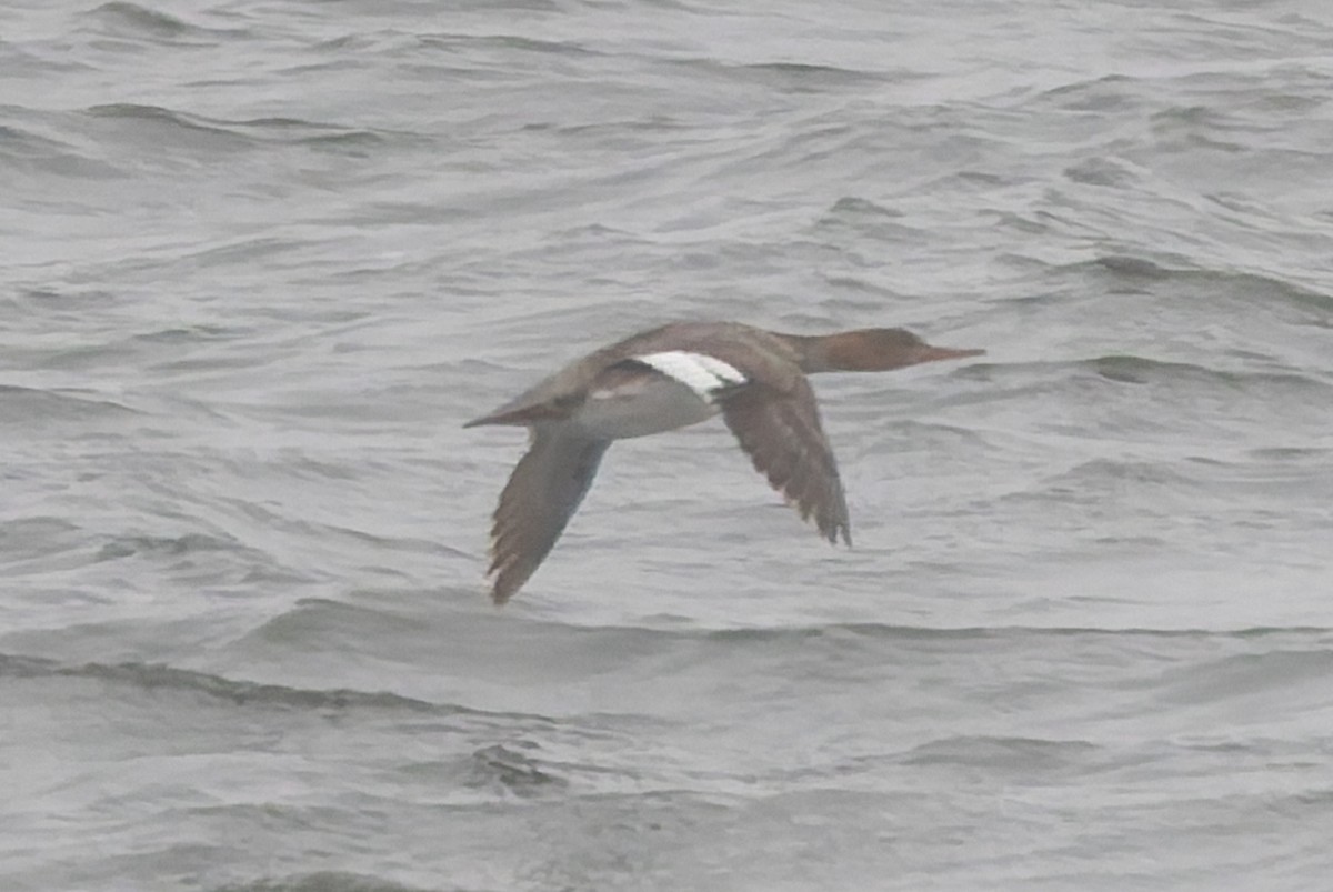 Red-breasted Merganser - ML637390524