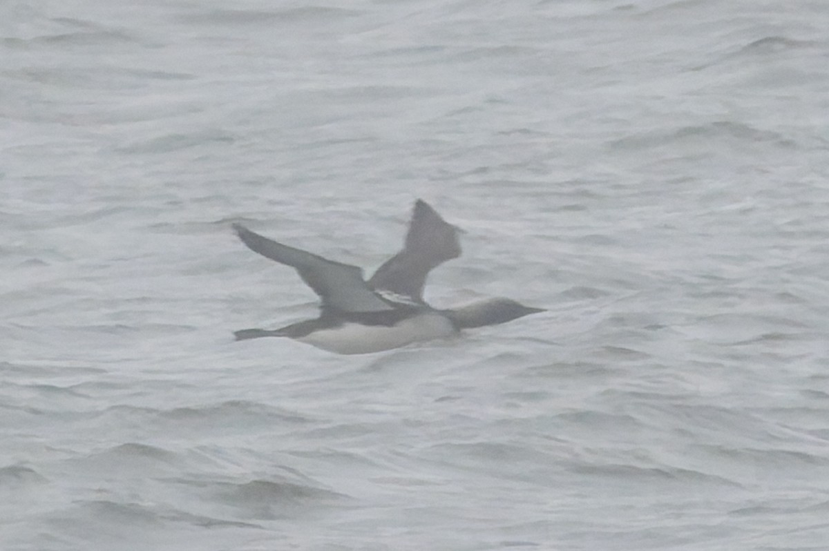 Pacific Loon - ML637390528