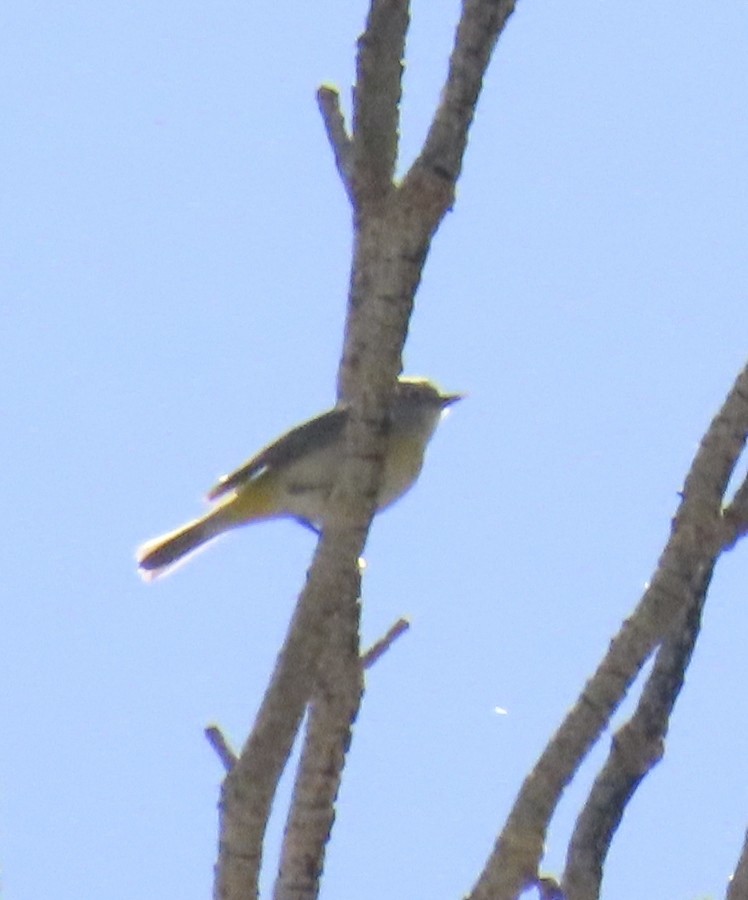 Virginia's Warbler - ML637390697