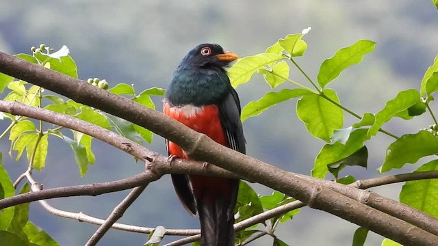 Ecuadorian Trogon - ML637390699