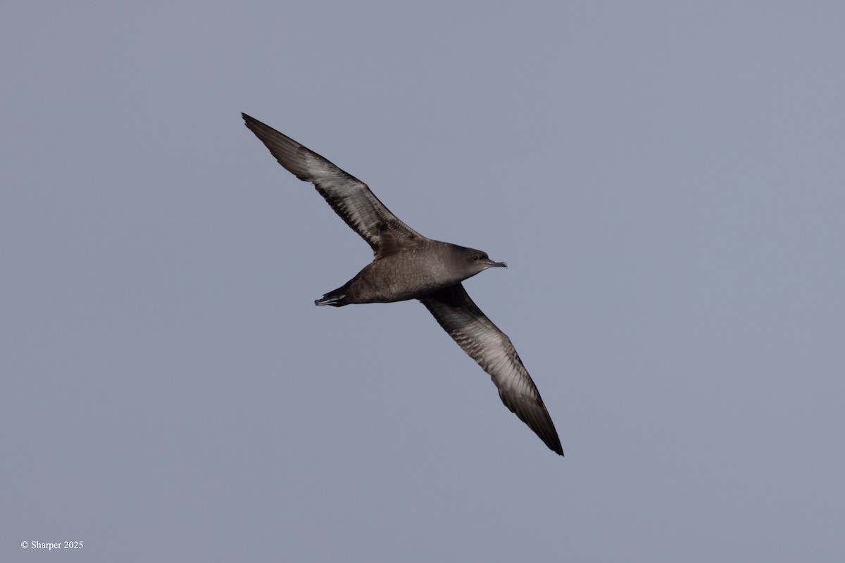 Sooty Shearwater - ML637390712