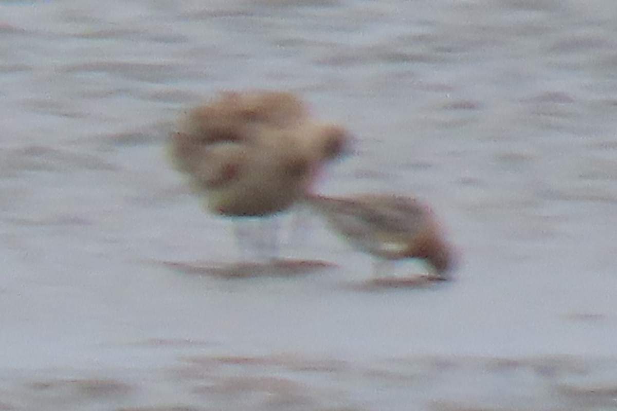 Шармаг элсэг - ML637390754