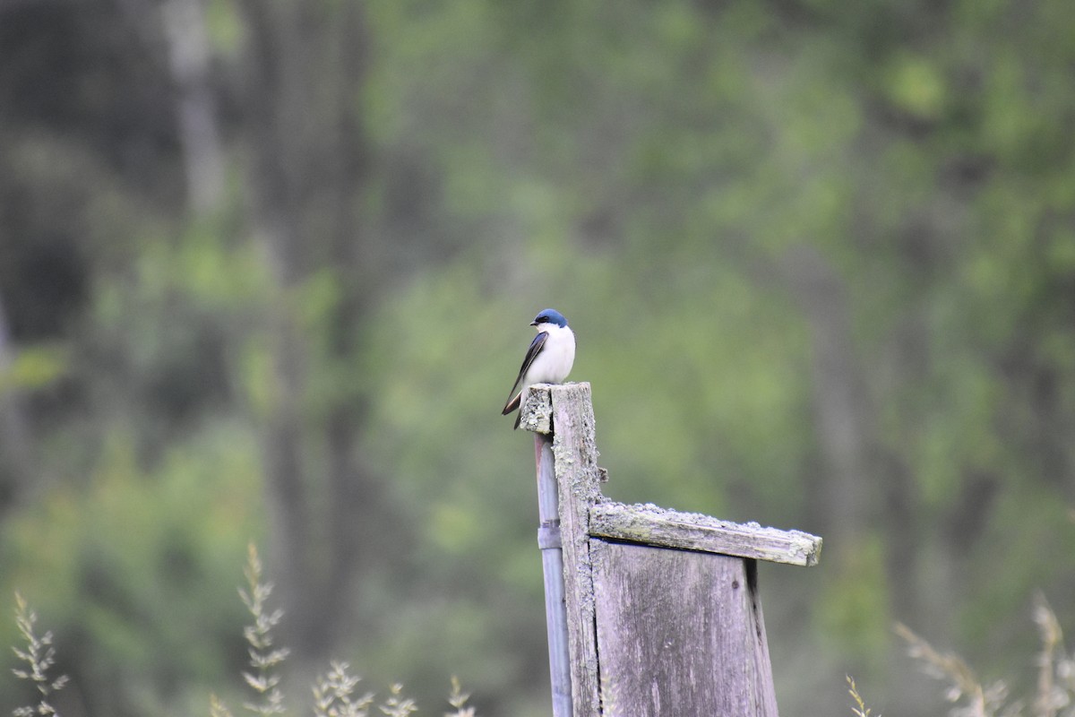 Tree Swallow - ML637390859