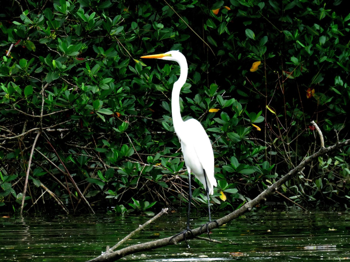 Great Egret - ML637390895
