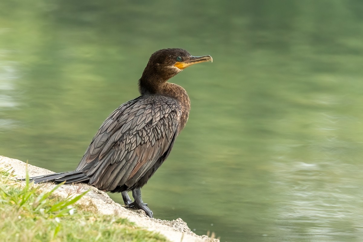 Neotropic Cormorant - ML637390898