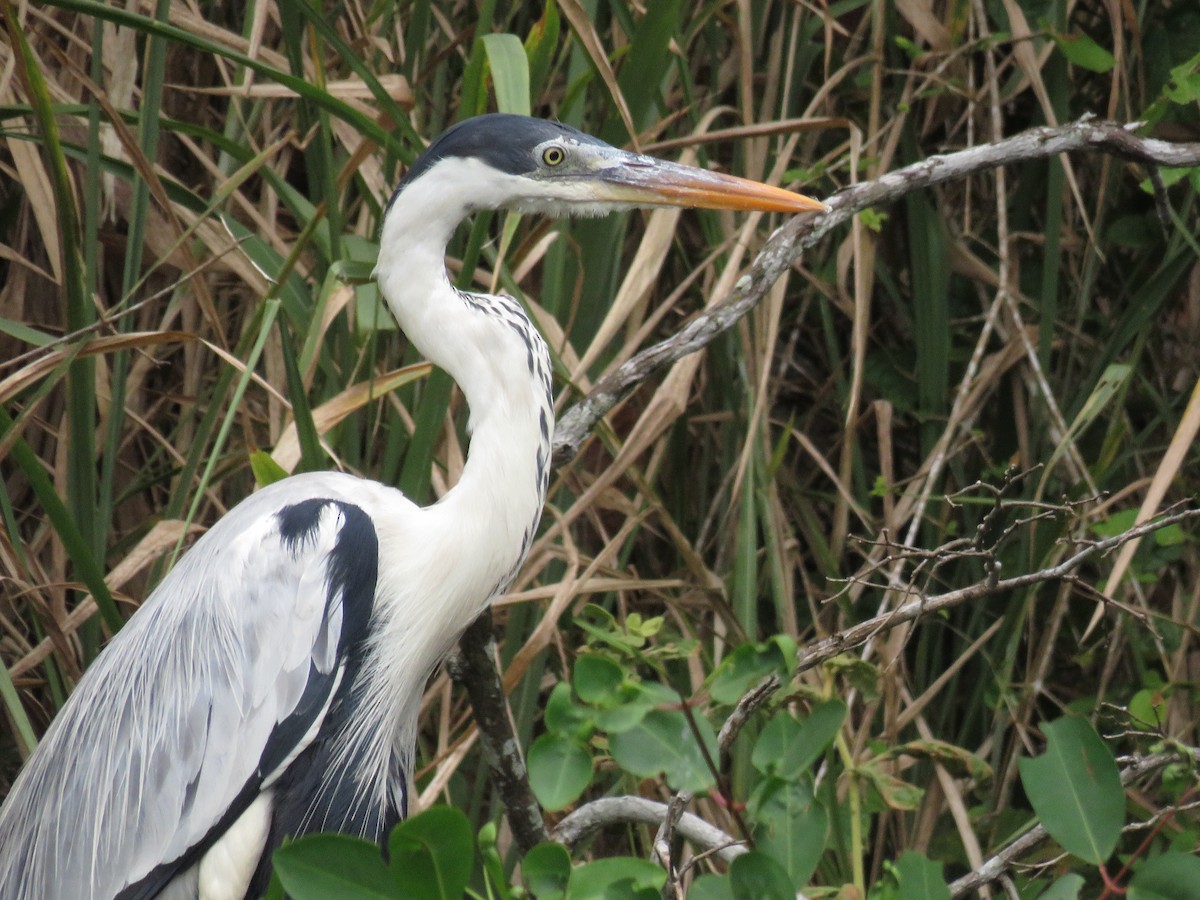 Cocoi Heron - ML637390922