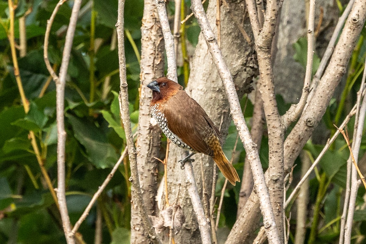 Scaly-breasted Munia - ML637390927