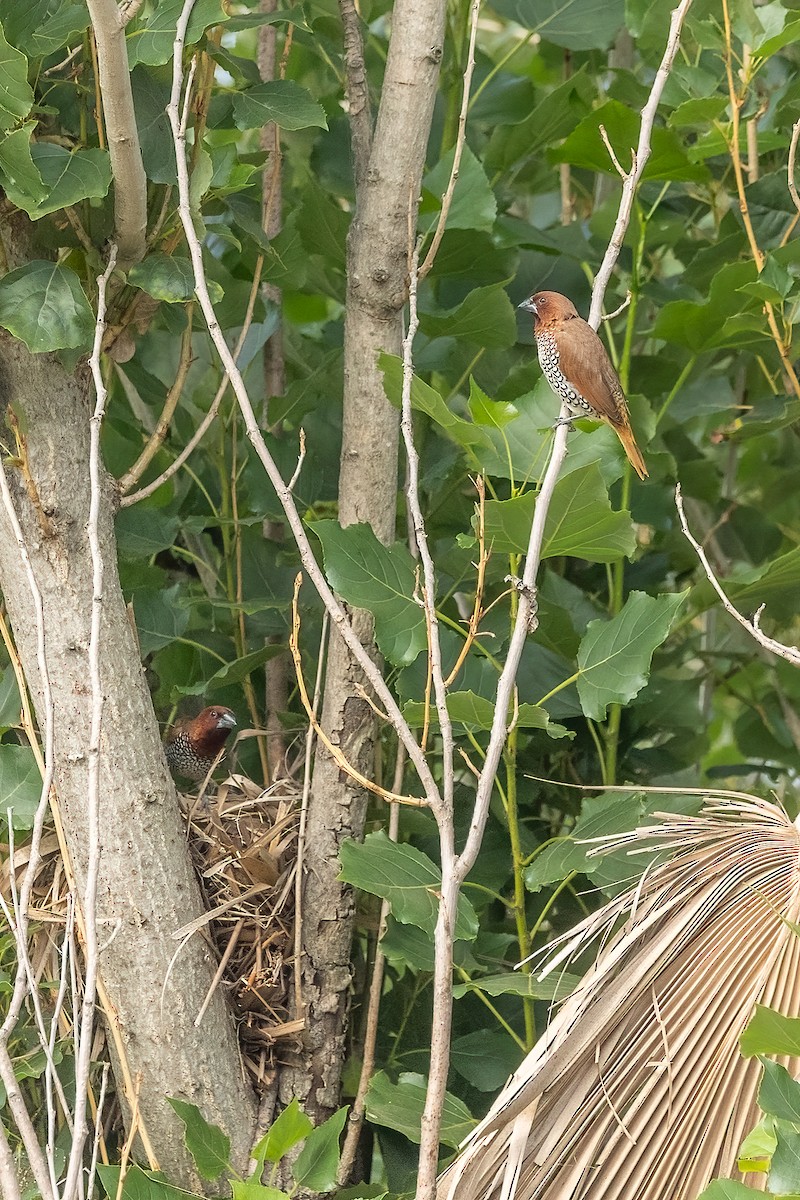 Scaly-breasted Munia - ML637390928