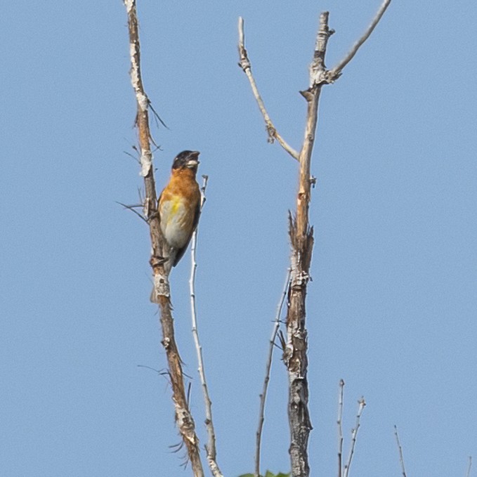 Black-headed Grosbeak - ML637390943