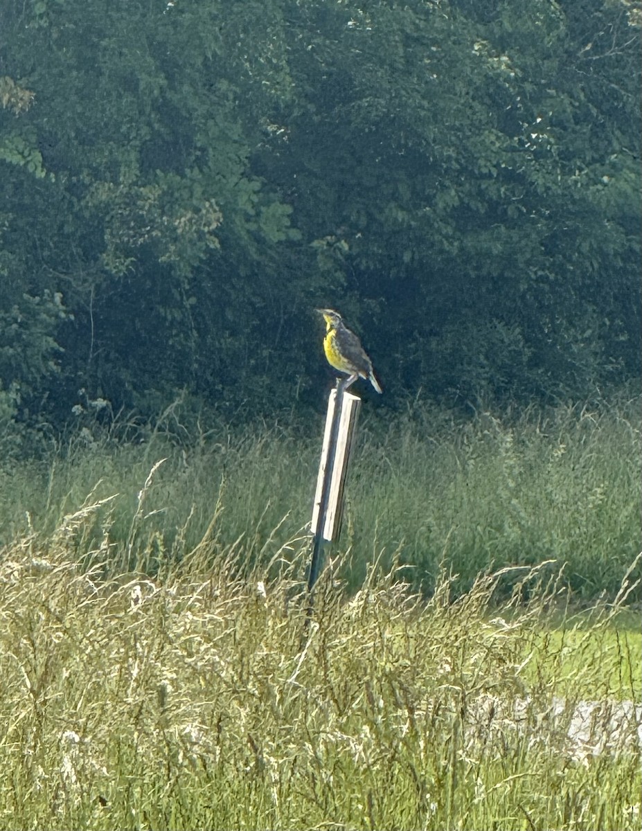 Eastern Meadowlark - ML637390947