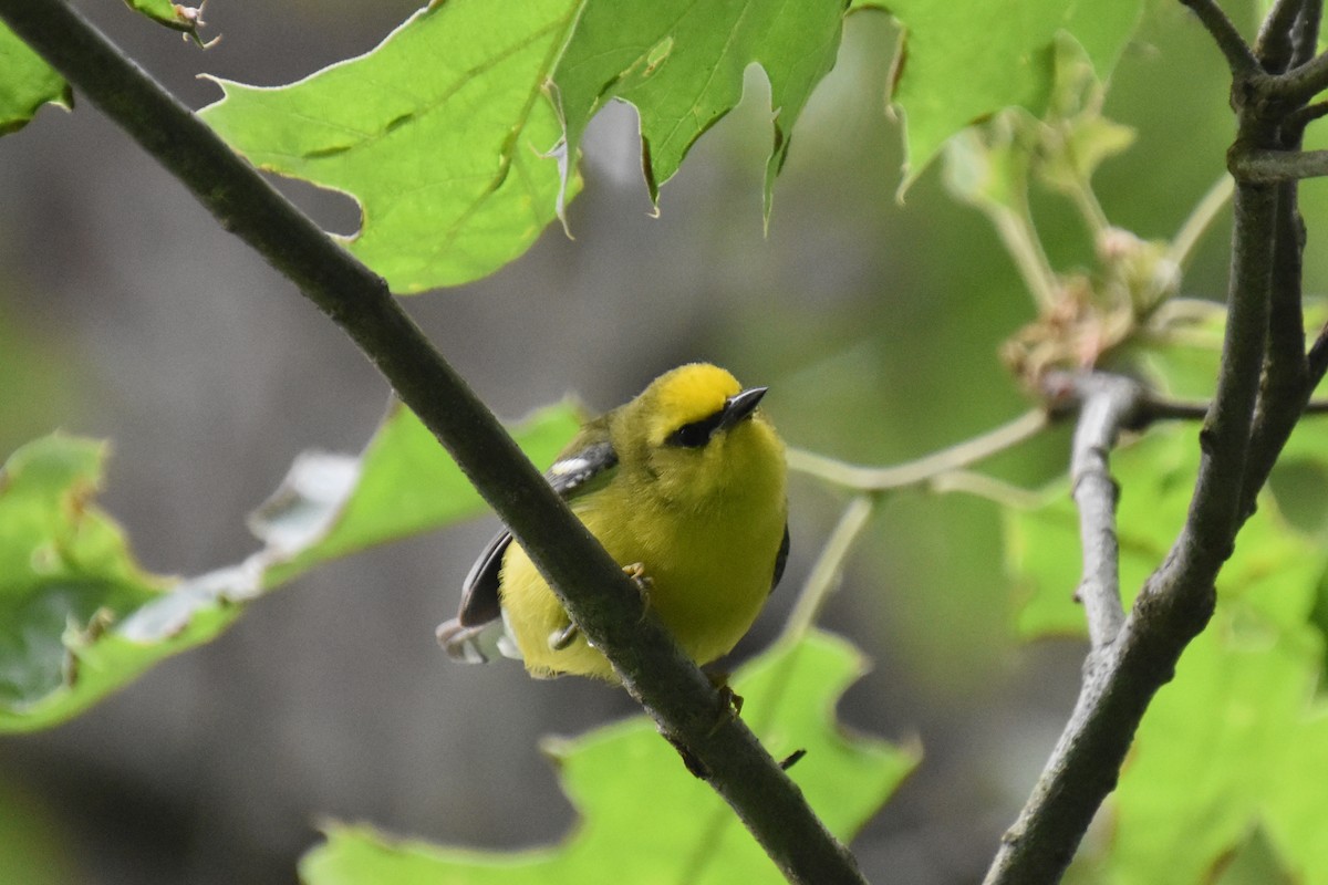 Blue-winged Warbler - ML637390961