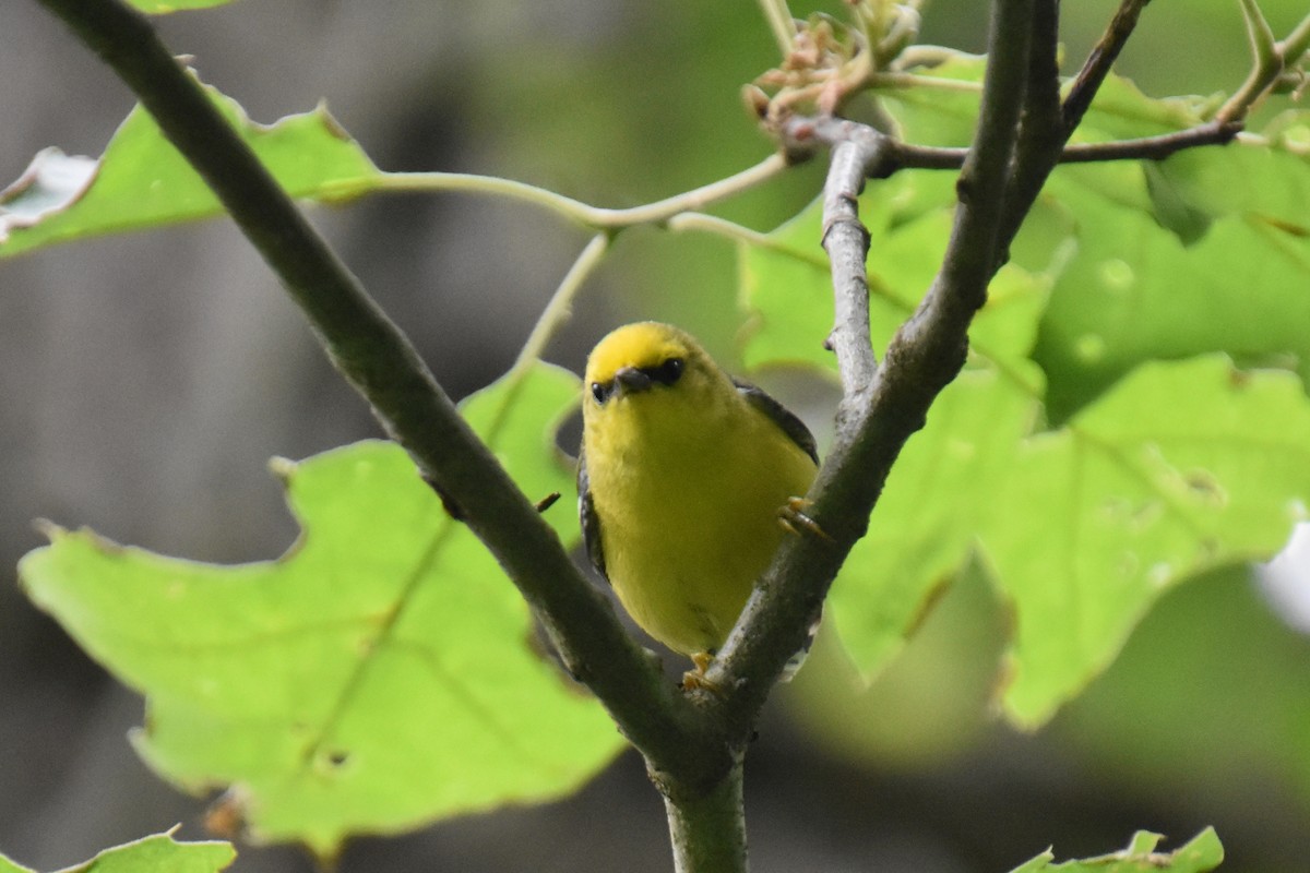 Blue-winged Warbler - ML637390974