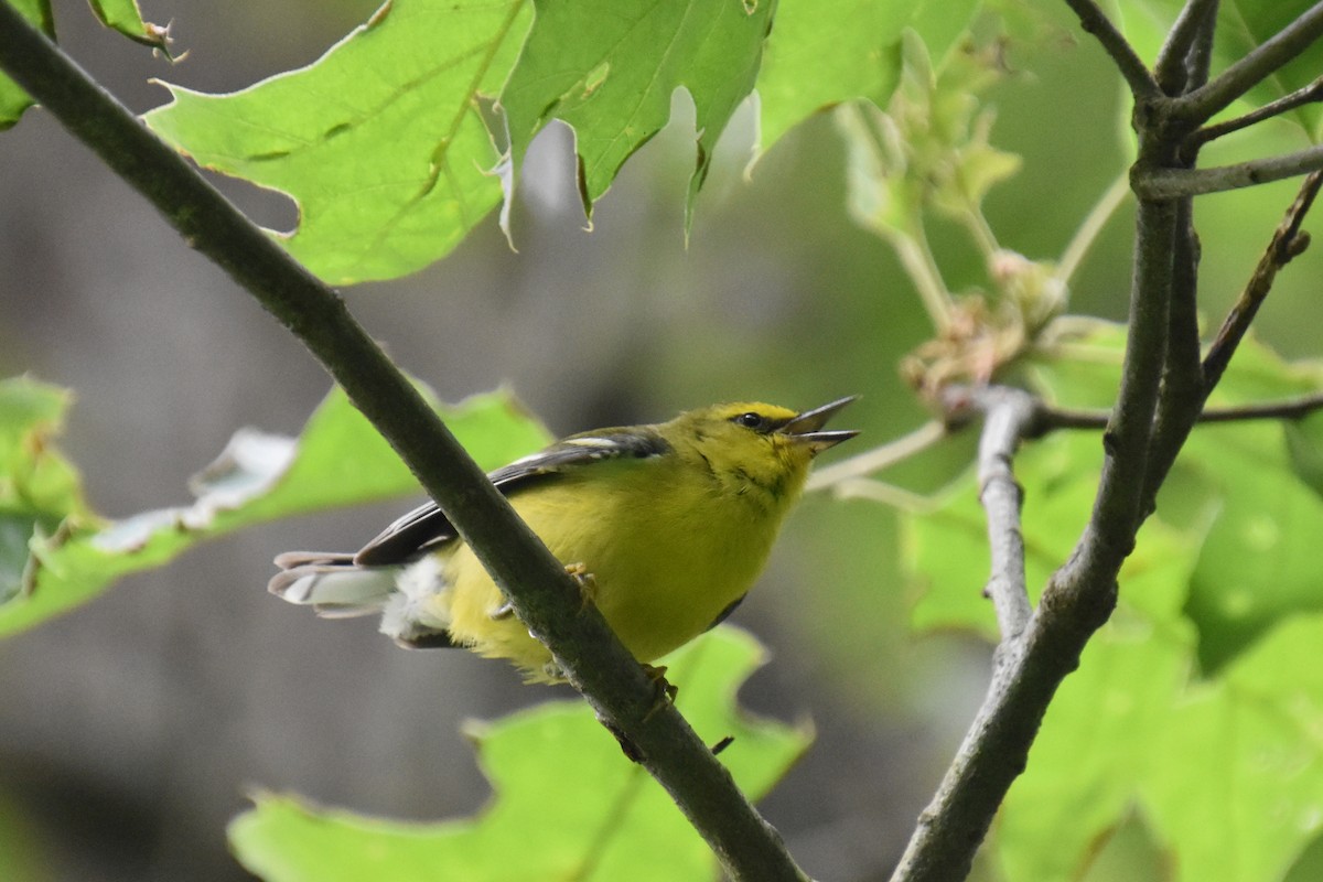 Blue-winged Warbler - ML637390975