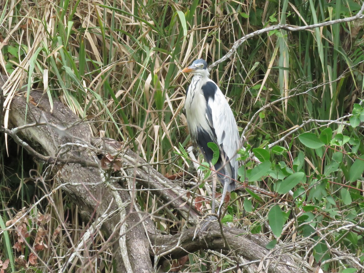 Cocoi Heron - ML637390983