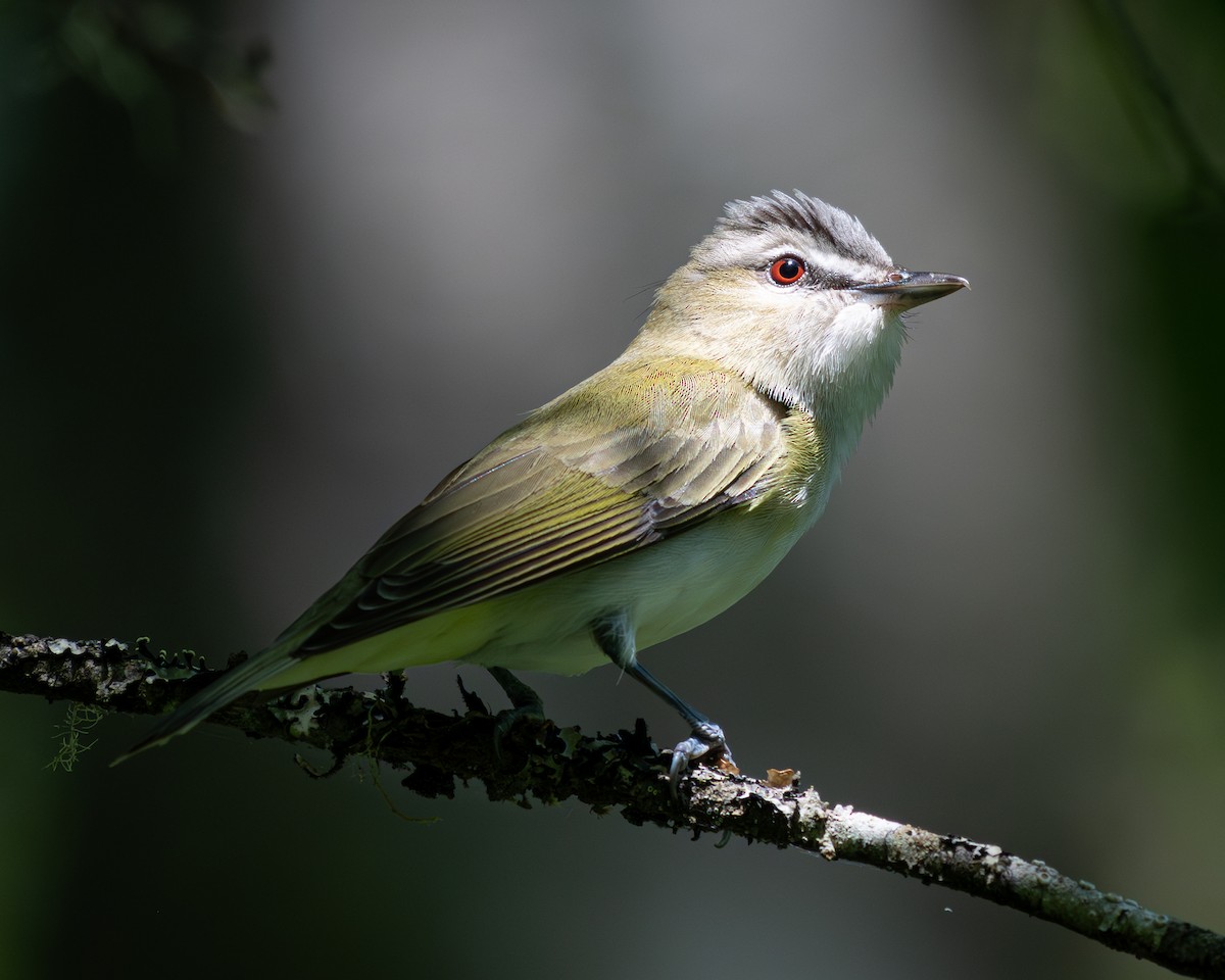 Red-eyed Vireo - ML637391005