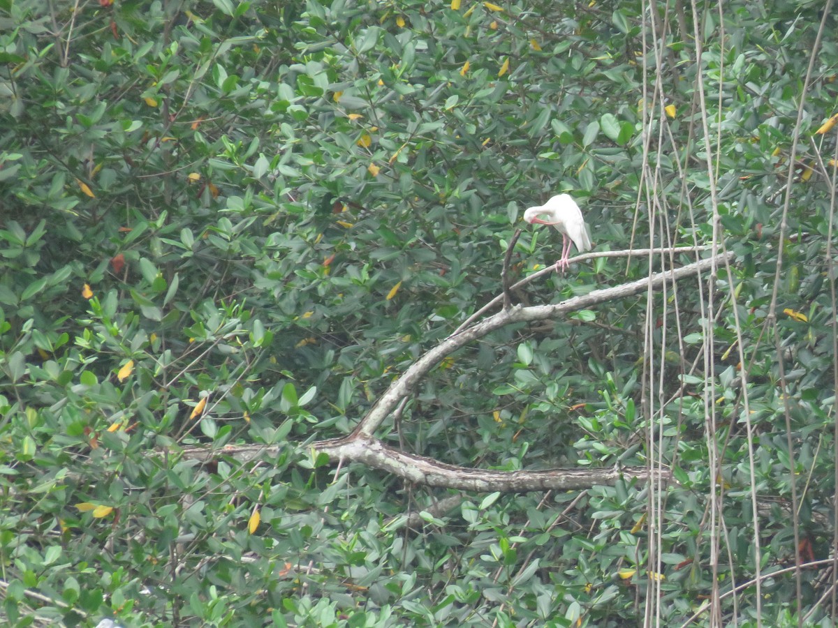 White Ibis - ML637391046