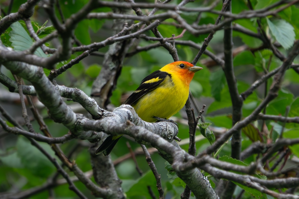 Western Tanager - ML637391100
