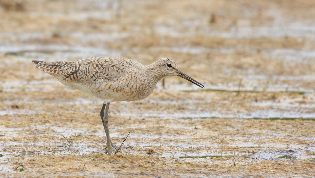Willet (Western) - ML637391127
