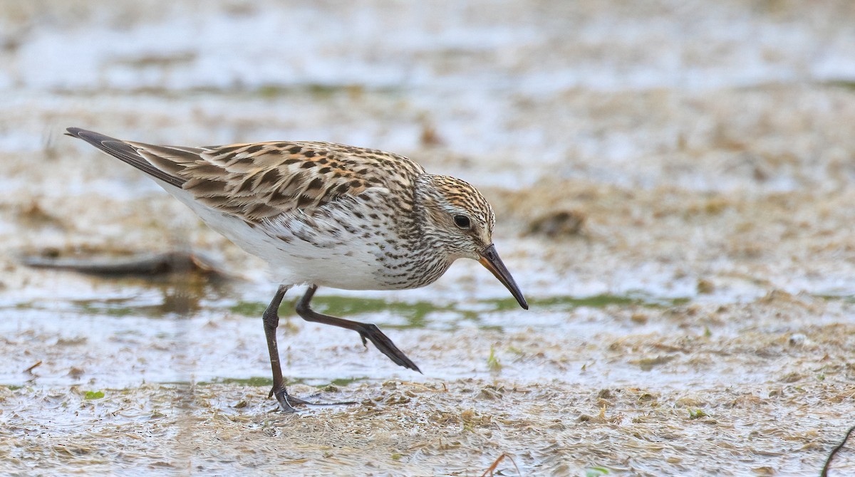 White-rumped Sandpiper - ML637391144
