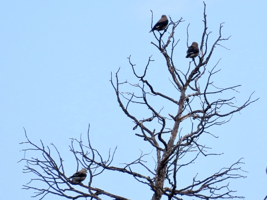 Clark's Nutcracker - ML637391178