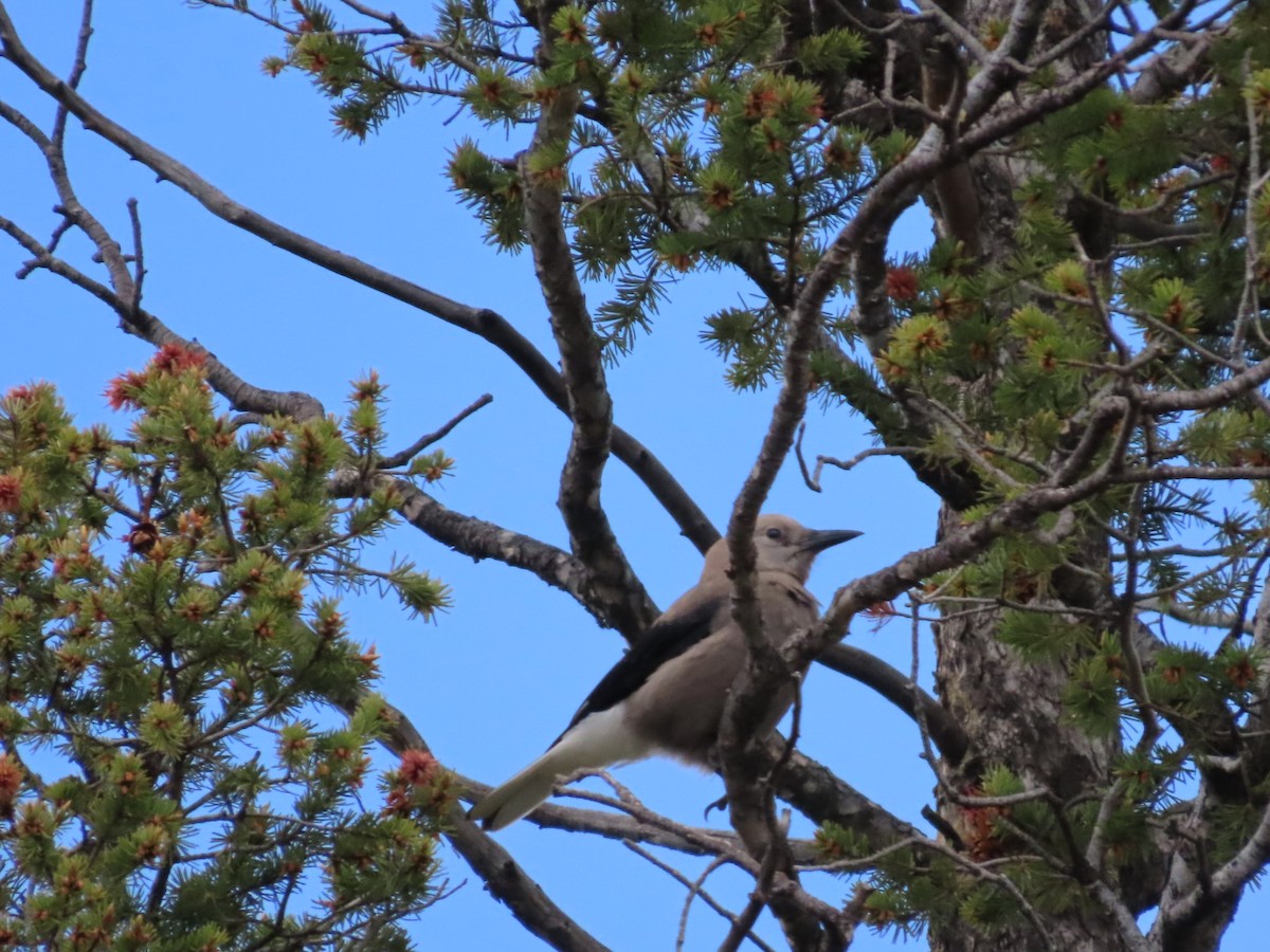 Clark's Nutcracker - ML637391179