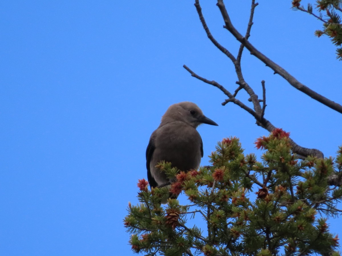 Clark's Nutcracker - ML637391181
