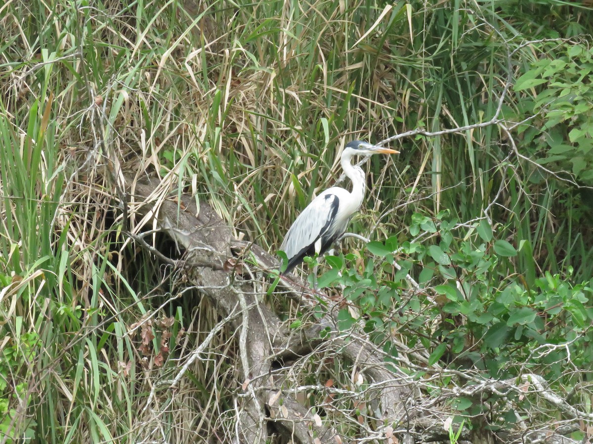 Cocoi Heron - ML637391198