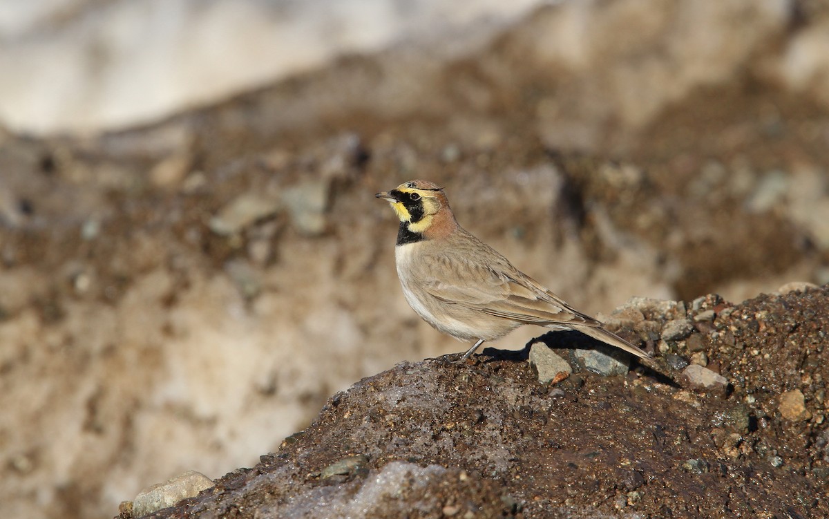 Horned Lark (Atlas) - ML63739121