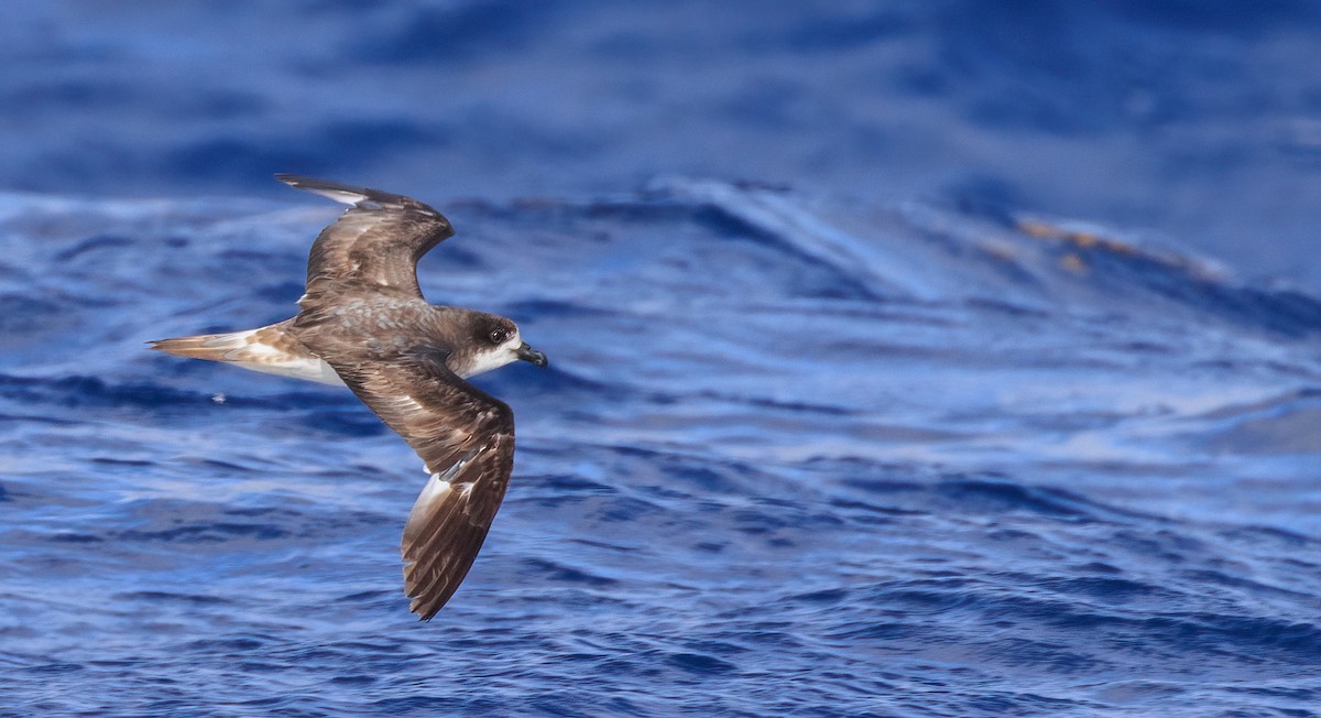 Bermuda Petrel - ML637391218