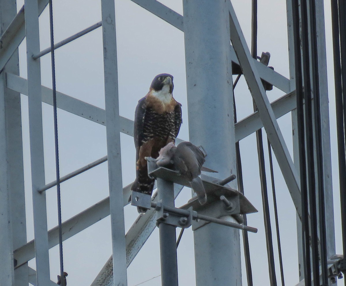 Orange-breasted Falcon - ML637391229