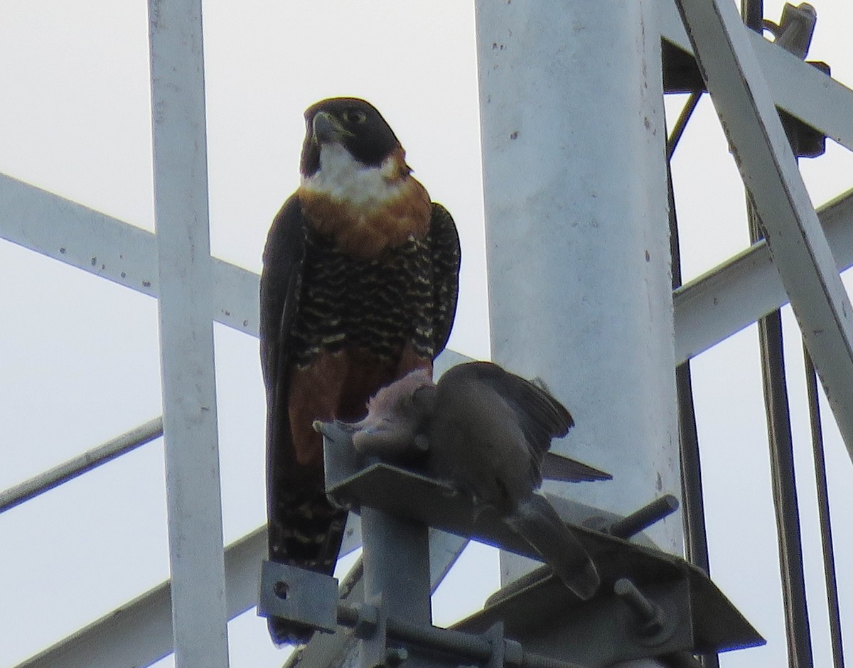 Orange-breasted Falcon - ML637391231