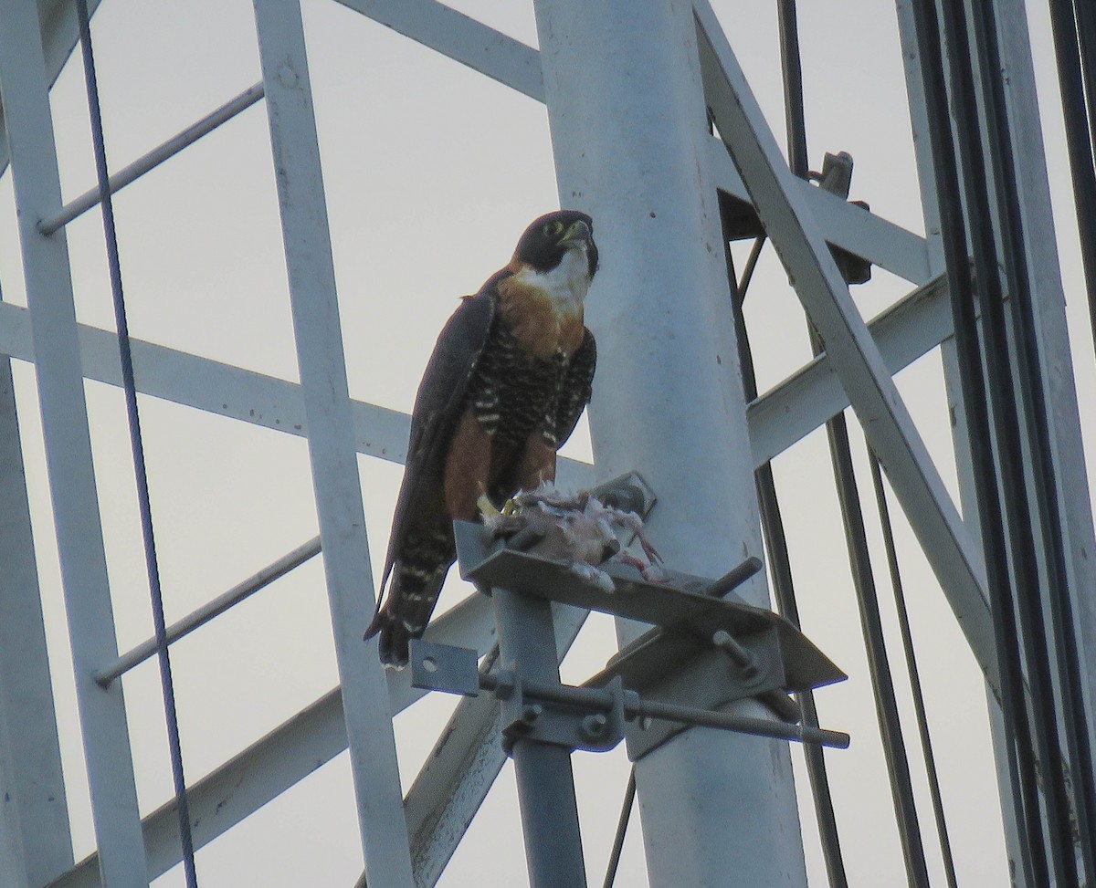 Orange-breasted Falcon - ML637391232