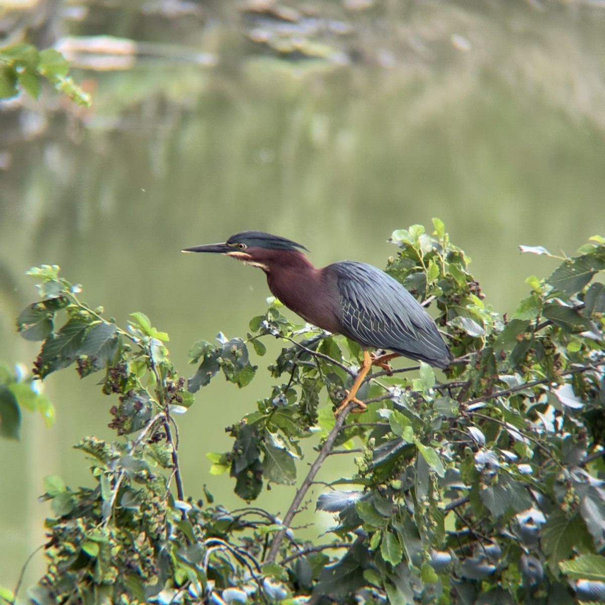 Green Heron - ML637391323