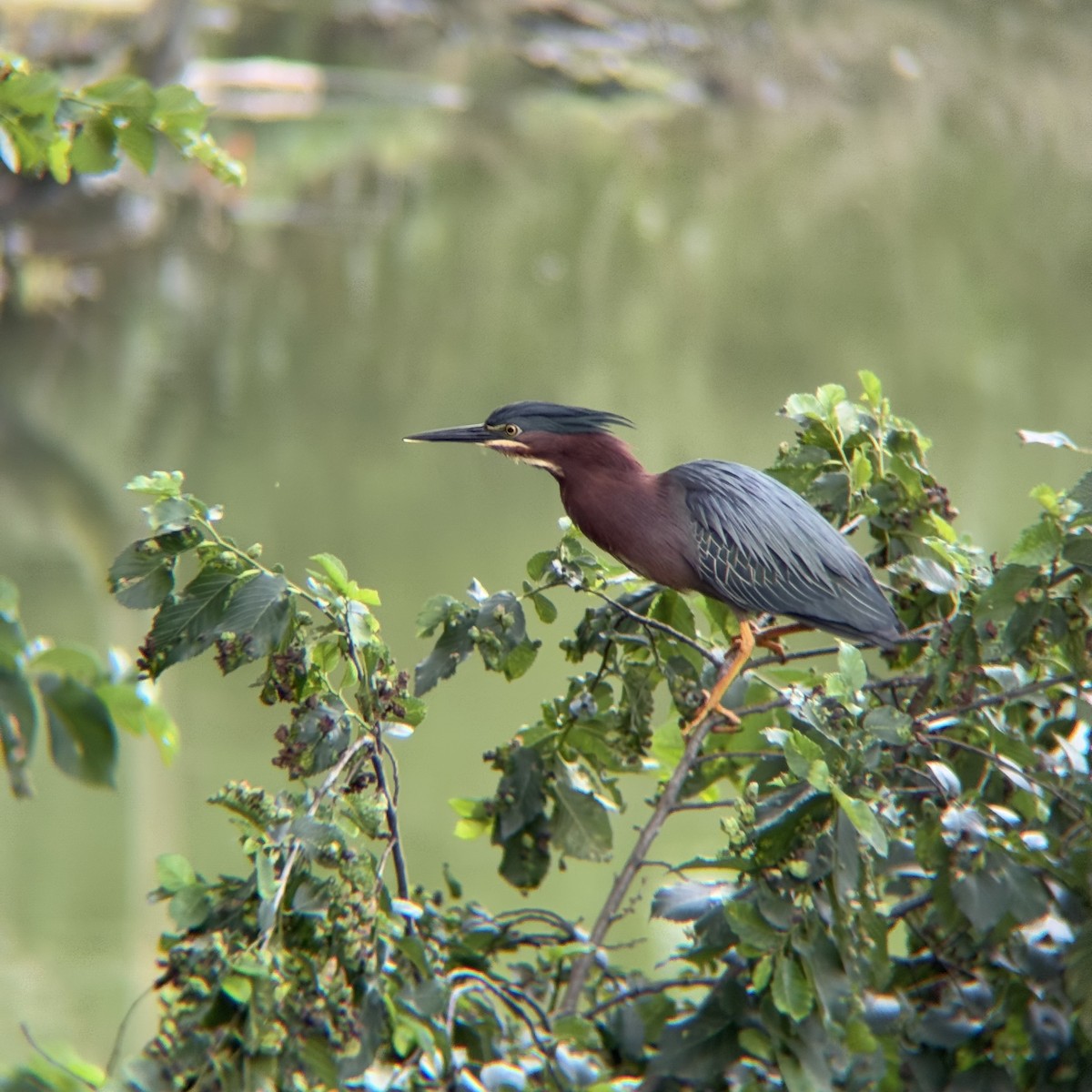 Green Heron - ML637391324