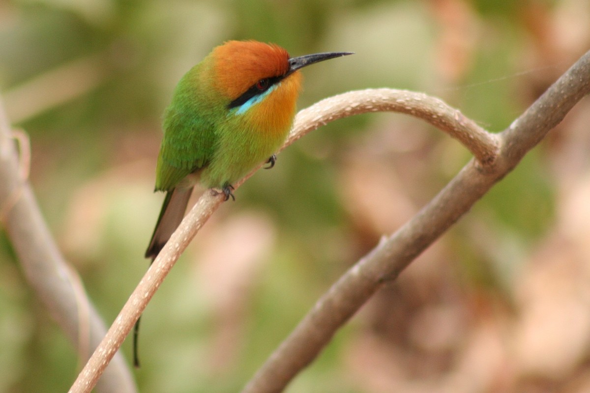 Böhm's Bee-eater - ML637391344