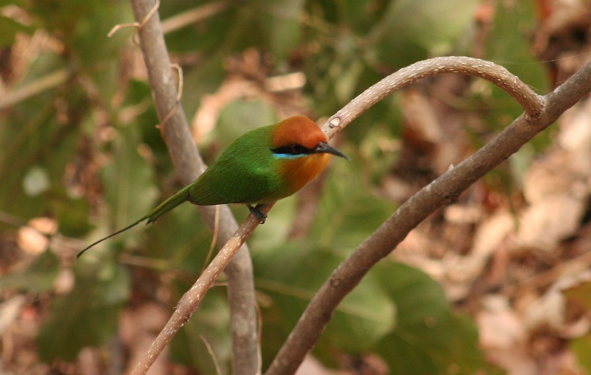 Böhm's Bee-eater - ML637391345