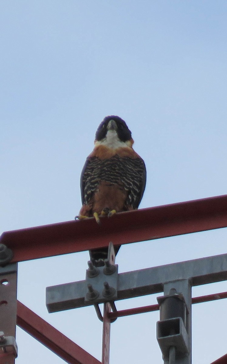 Orange-breasted Falcon - ML637391348