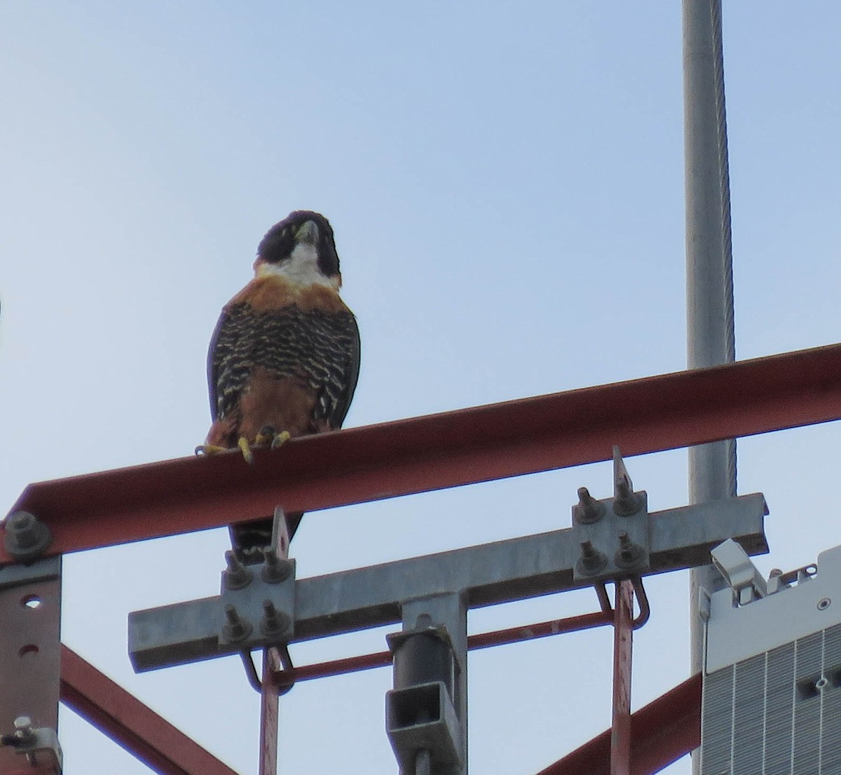 Orange-breasted Falcon - ML637391349