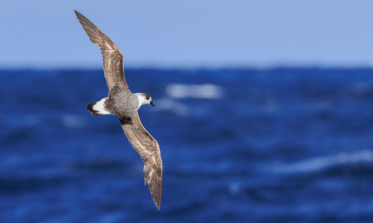 Black-capped Petrel - ML637391350