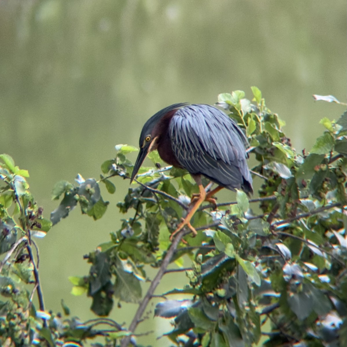 Green Heron - ML637391358