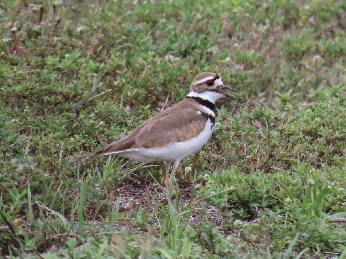 Killdeer - ML637391361
