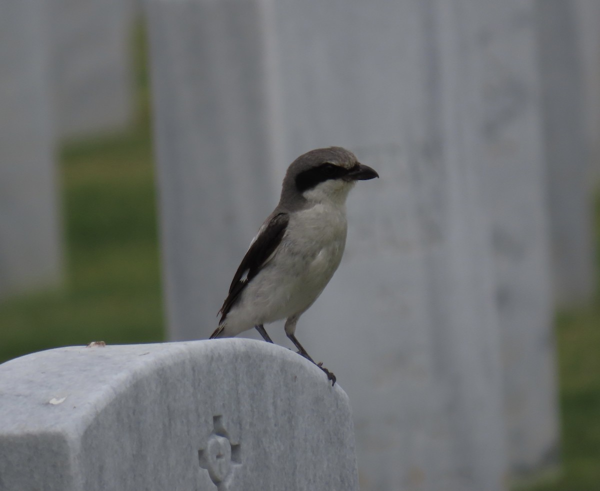 Loggerhead Shrike - ML637391369