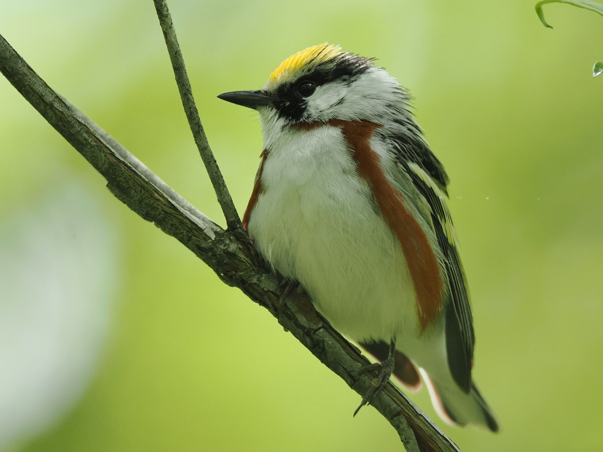 ワキチャアメリカムシクイ - ML637391381