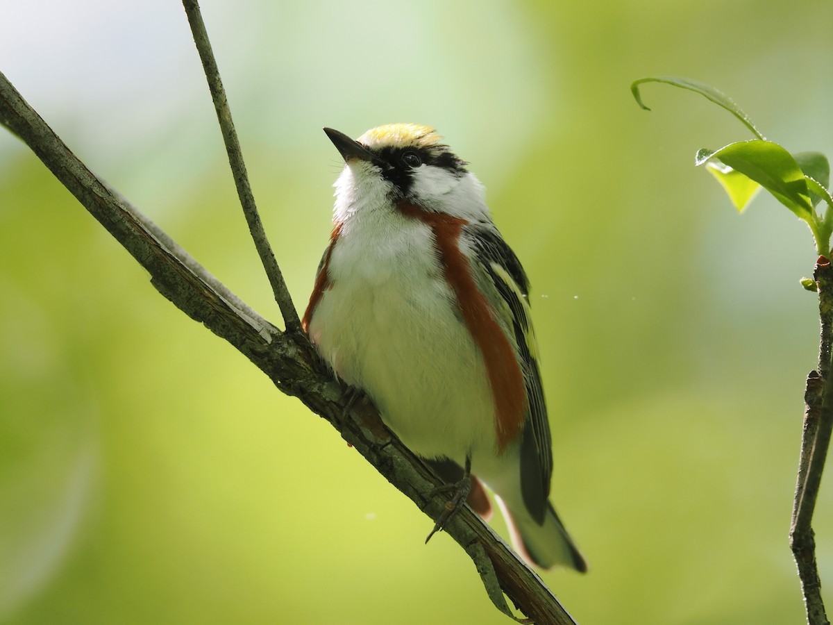 ワキチャアメリカムシクイ - ML637391382