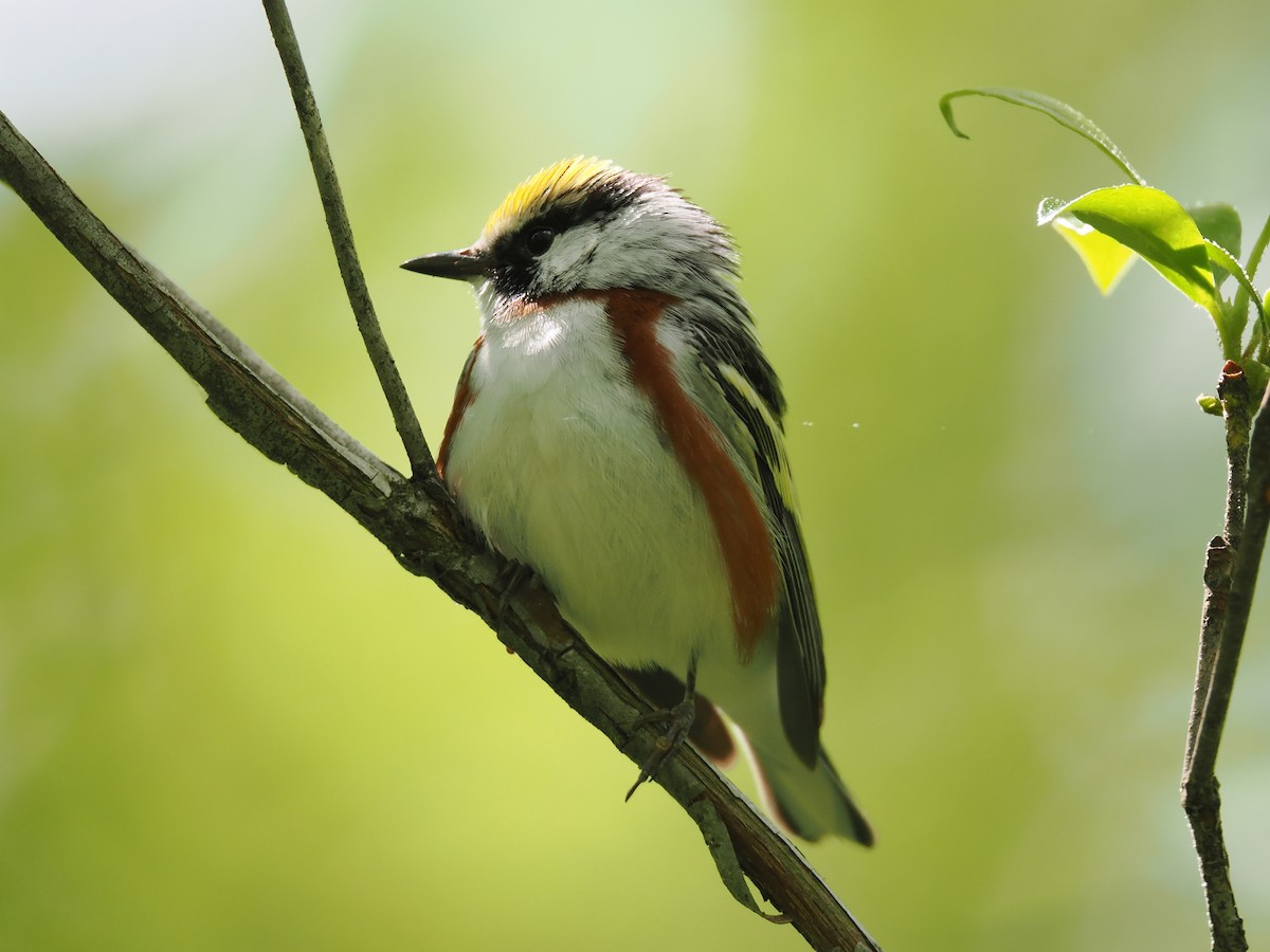 ワキチャアメリカムシクイ - ML637391383