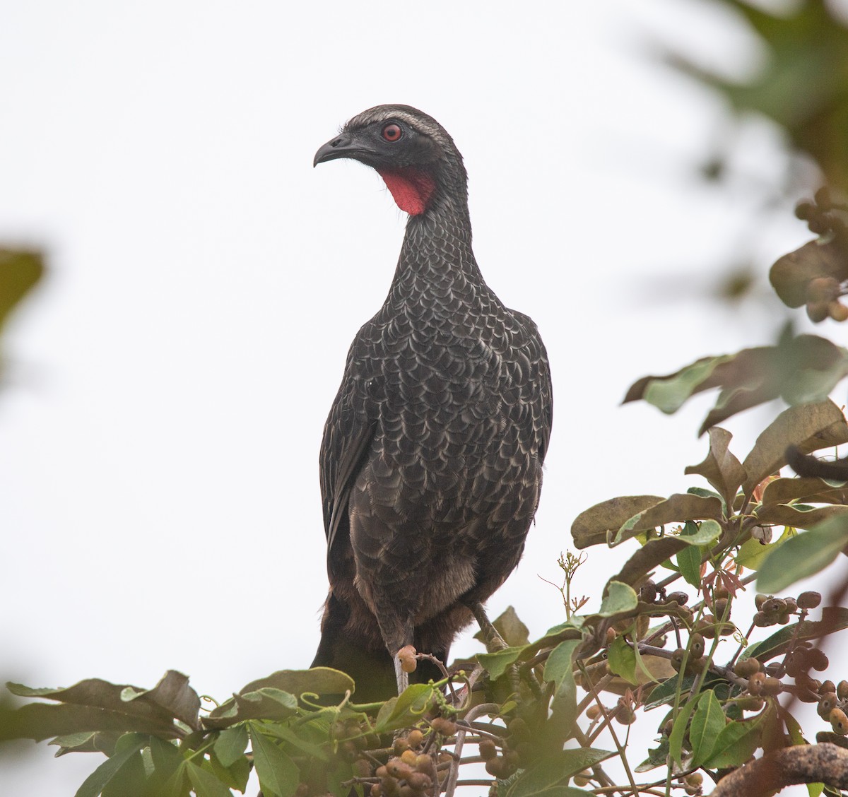 Rusty-margined Guan - ML637391384