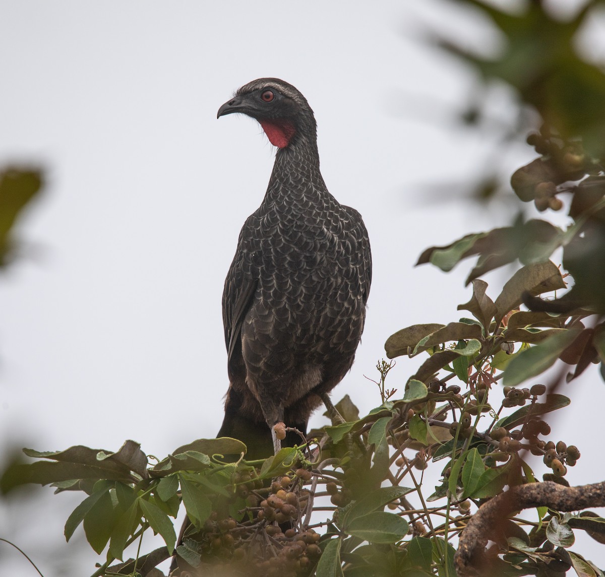 Rusty-margined Guan - ML637391385
