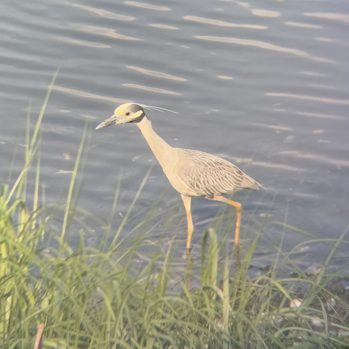 Yellow-crowned Night Heron - ML637391387