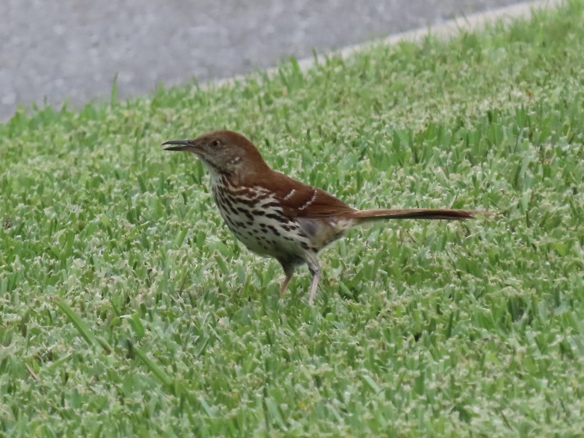 Brown Thrasher - ML637391392